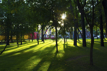 Fototapeta na wymiar Sunlight in the green trees
