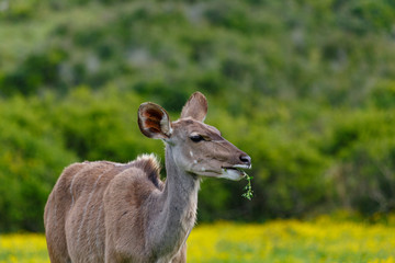 Female kudu chewing on a leaf
