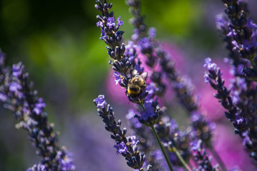 close up of lavender