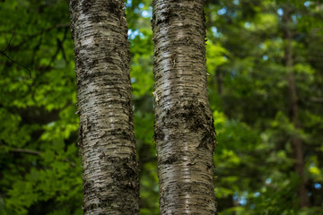 Silver Birch