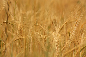 Wheat field