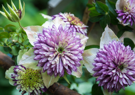 Clematis florida Sieboldii. Close-up.The Clematis florida Sieboldii is a stunning double-flowering clematis which produces deep white flowers with deep purple centres