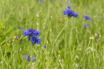 blue flowers of a cornflower in the field after a rain on a green blurred background