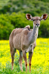 Female kudu standing and staring between the daisy flowers