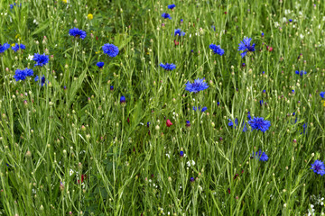 herbal background - blue flowers of a cornflower in the meadow after a rain