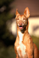 Podenco