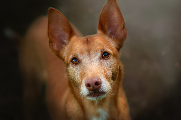 Podenco