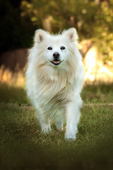Spitz