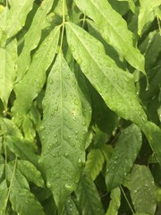 Blätter Hintergrund Blatt