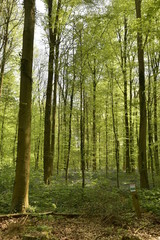 Hêtres jeunes au printemps poussant au milieu des broussailles et des jacinthes à la forêt de Hallerbos près de Halle 