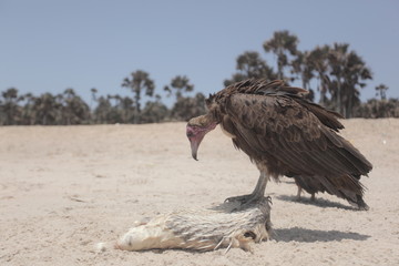  nature close up - vulture eating a white fish dead body on a bright Atlantic beach in the Gambia, Africa during a dry season 