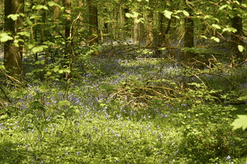 Parcelles de jacinthes sauvages parmi les autres plantes sous le feuillage luxuriant de la for&ecirc;t du Hallerbos pr&egrave;s de Halles