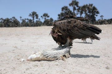  nature close up - vulture eating a white fish dead body on a bright Atlantic beach in the Gambia, Africa during a dry season 