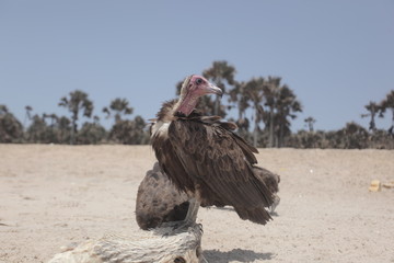  nature close up - vulture eating a white fish dead body on a bright Atlantic beach in the Gambia, Africa during a dry season 