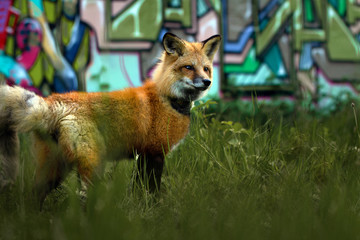 Fuchs vor Grafittiwand