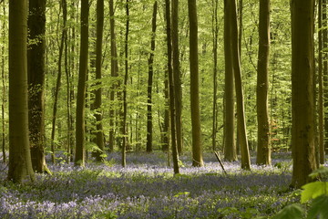 Les jeunes h&ecirc;tres de la for&ecirc;t de Hallerbos au printemps avec un tapis violet de jacinthes entre ombres et lumi&egrave;re  