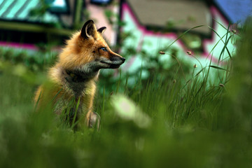 Fuchs vor Grafittiwand