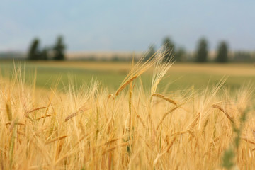 Wheat field