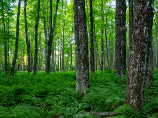Trees in a peaceful forest with ferns