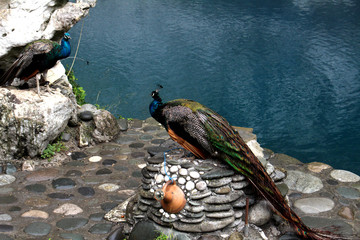 Abkhazia, Blue Lake, Peacock