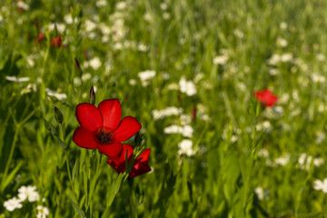 open red flower of flax in the field on a green blurred background