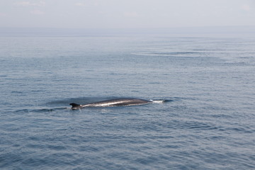 Fototapeta premium whale