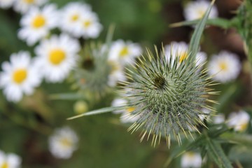 Thistles and daisies at the meadow