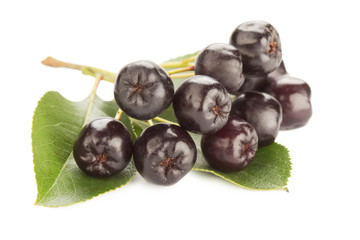 Close up of aronia chokeberry isolated on white.