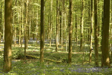 Couleur violette des jacinthes sauvages contrastant avec le vert des feuillages des arbres et plantes à la forêt du Hallerbos près de Halle