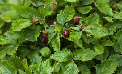 red juicy ripe strawberry on a green bush in the garden 