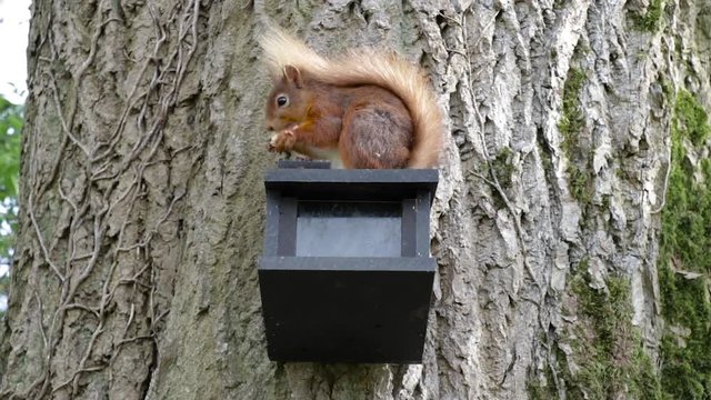 Red Squirrel on feeder eats and drops nut then looks at the camera
