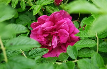 Luxurious purple rose in the garden