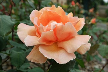 Luxurious rose of the peach color in the garden