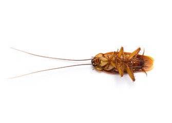 Cockroach isolated on a white background