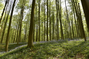 Végétation et tapis de jacinthes sauvages entre les hêtres sur les talus ombragés de collines de la forêt du Hallerbos près de Halles