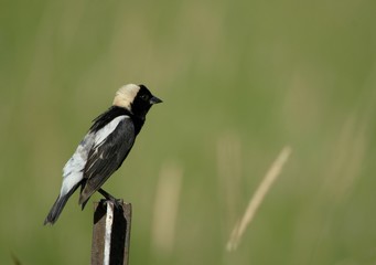 Bobolink on fence post