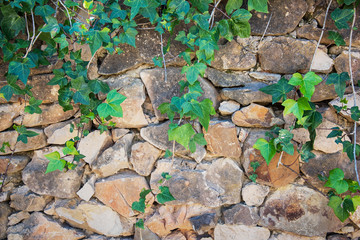 Green vines on an old stone wall