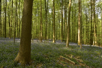 Tapis violet de jacinthes entre les jeunes hêtres de la forêt de Hallerbos près de Halle  au 