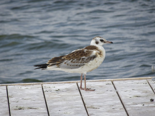 A young seagull is standing on a mooring pier in the background of the water