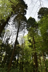 Sequoias géants dans la forêt de hêtres du Hallerbos près de Halle