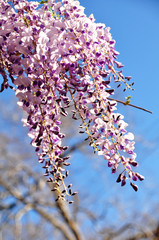Wisteria bloom