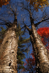 Trees in Fall - Massachusetts