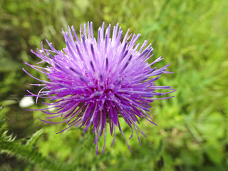 Lilac flower of prickly thistle (Cárduus), macro photography 