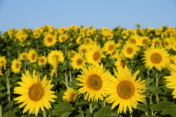 Sunflower background