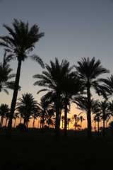 Obraz premium sohar sunset غروب صحار