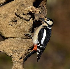 Specht; Buntspecht; Dendrocopos major; great spottet woodpecker; woodpecker; great woodpecker;