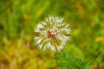 Plantas silvestre nos campos