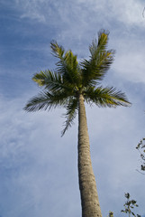 Palm tree