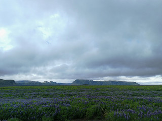 Tremoceiro azul em estado selvagem