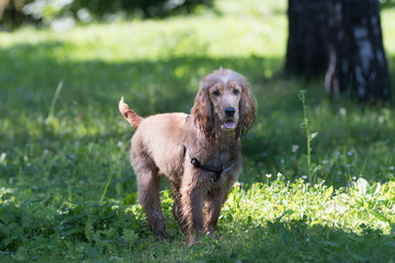 American cocker spaniel puppy outdoor